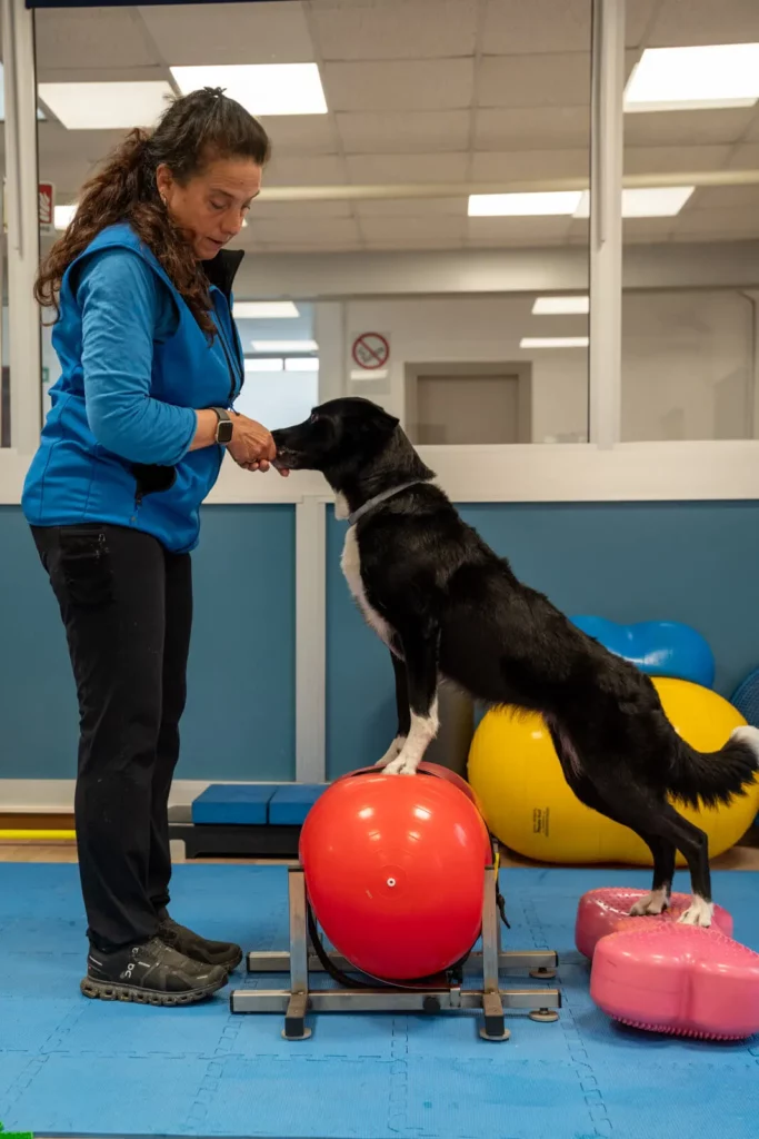 Percorso di educazione cinofila Dog24 - Bologna